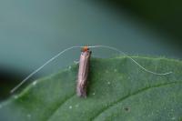 Nematopogon adansoniella