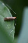 Nematopogon adansoniella