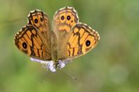 Lasiommata megera