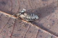Operophtera brumata