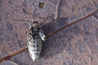 Operophtera brumata
