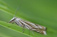 Crambus lathoniellus