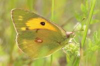 Colias crocea