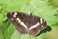 Limenitis camilla