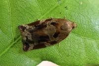 Archips xylosteana