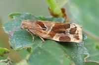 Archips xylosteana