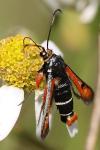 Pyropteron chrysidiforme