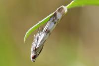 Homoeosoma sinuella