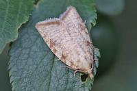 Aleimma loeflingiana