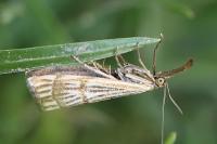 Chrysocrambus linetella