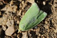 Tortrix viridana