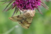 Heliothis viriplaca