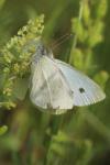 Pieris rapae