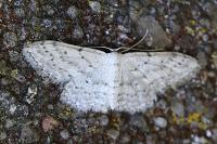 Idaea seriata