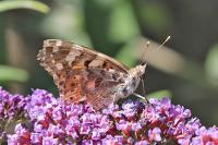 Vanessa cardui