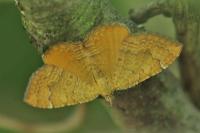 Camptogramma bilineata