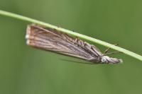 Chrysoteuchia culmella