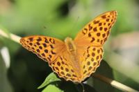 Argynnis paphia