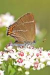 Satyrium w-album