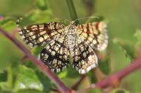 Chiasmia clathrata