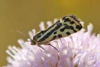 Emmelia trabealis