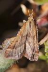 Synaphe punctalis