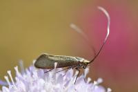 Nemophora metallica