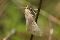 Sitochroa verticalis