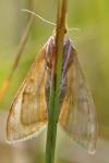 Sitochroa verticalis