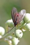 Aglaope infausta
