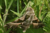 Proserpinus proserpina