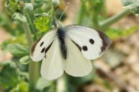 Pieris brassicae