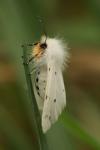 Diaphora mendica