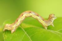 Erannis defoliaria