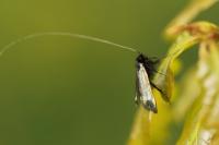 Adela reaumurella