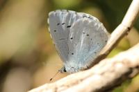 Celastrina argiolus