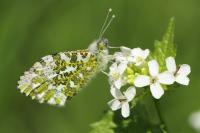 Anthocharis cardamines