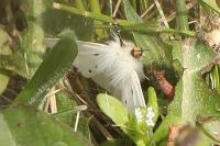 Diaphora mendica