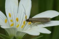 Coleophora lutarea