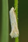 Elachista
