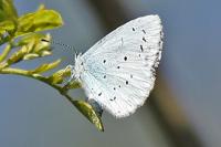 Celastrina argiolus
