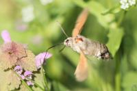 Macroglossum stellatarum