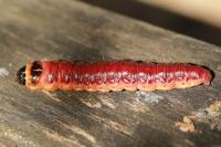 Cossus cossus
