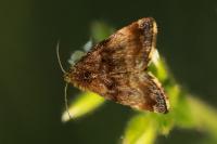 Panemeria tenebrata