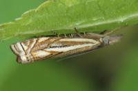 Crambus lathoniellus