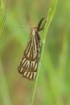 Chrysocrambus linetella