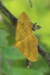Camptogramma bilineata