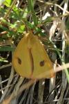 Diacrisia sannio