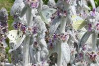 Pieris rapae