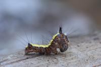 Acronicta psi